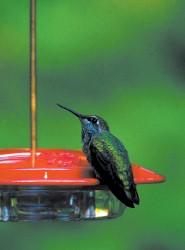 WBU Small Hummingbird Feeder